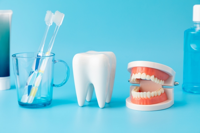歯の模型や歯ブラシ